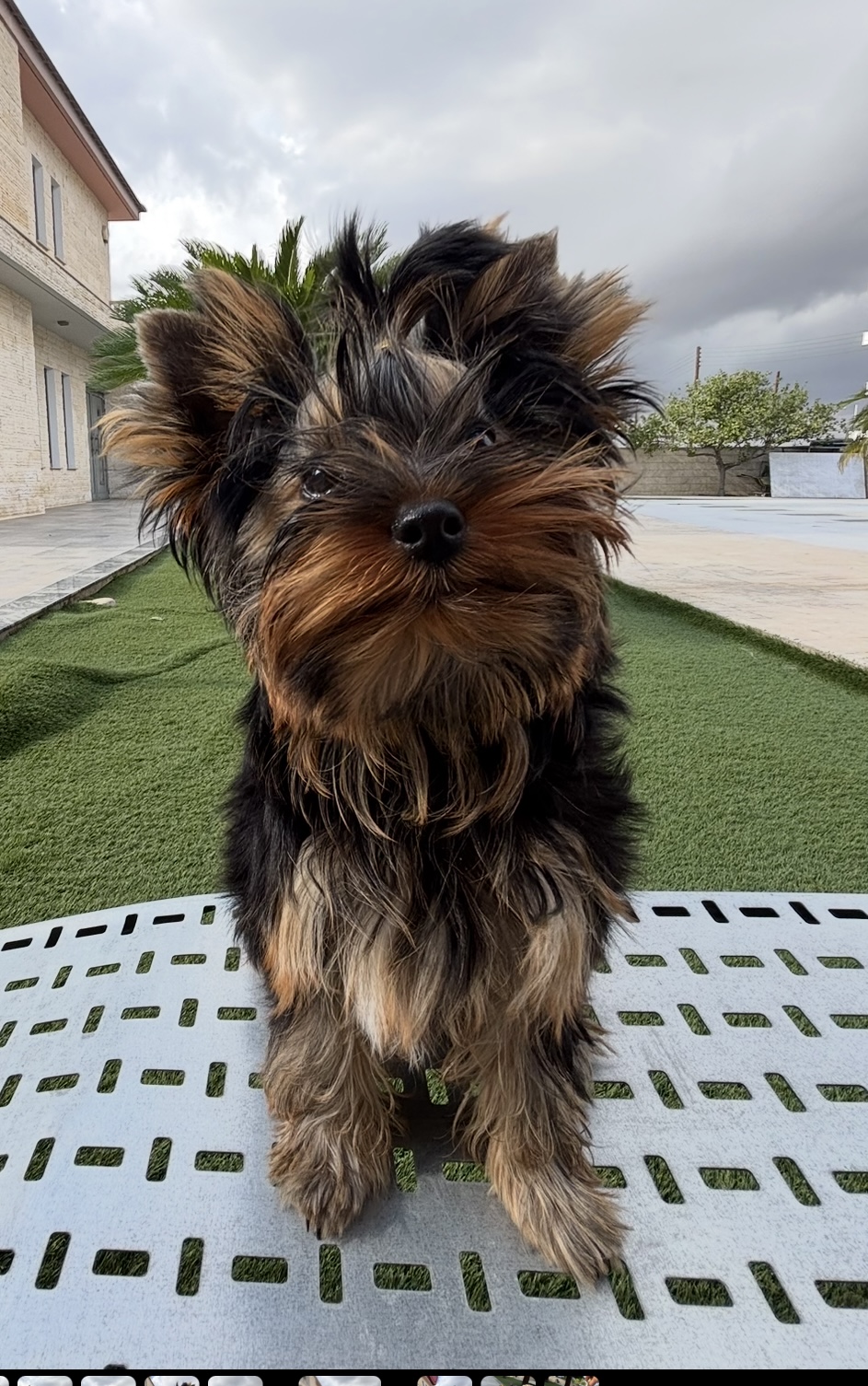 Pearl of Afrodite GRAND TOFF PEARL OF AFRODITE — Labaza DogPedigree YorkshireTerrier