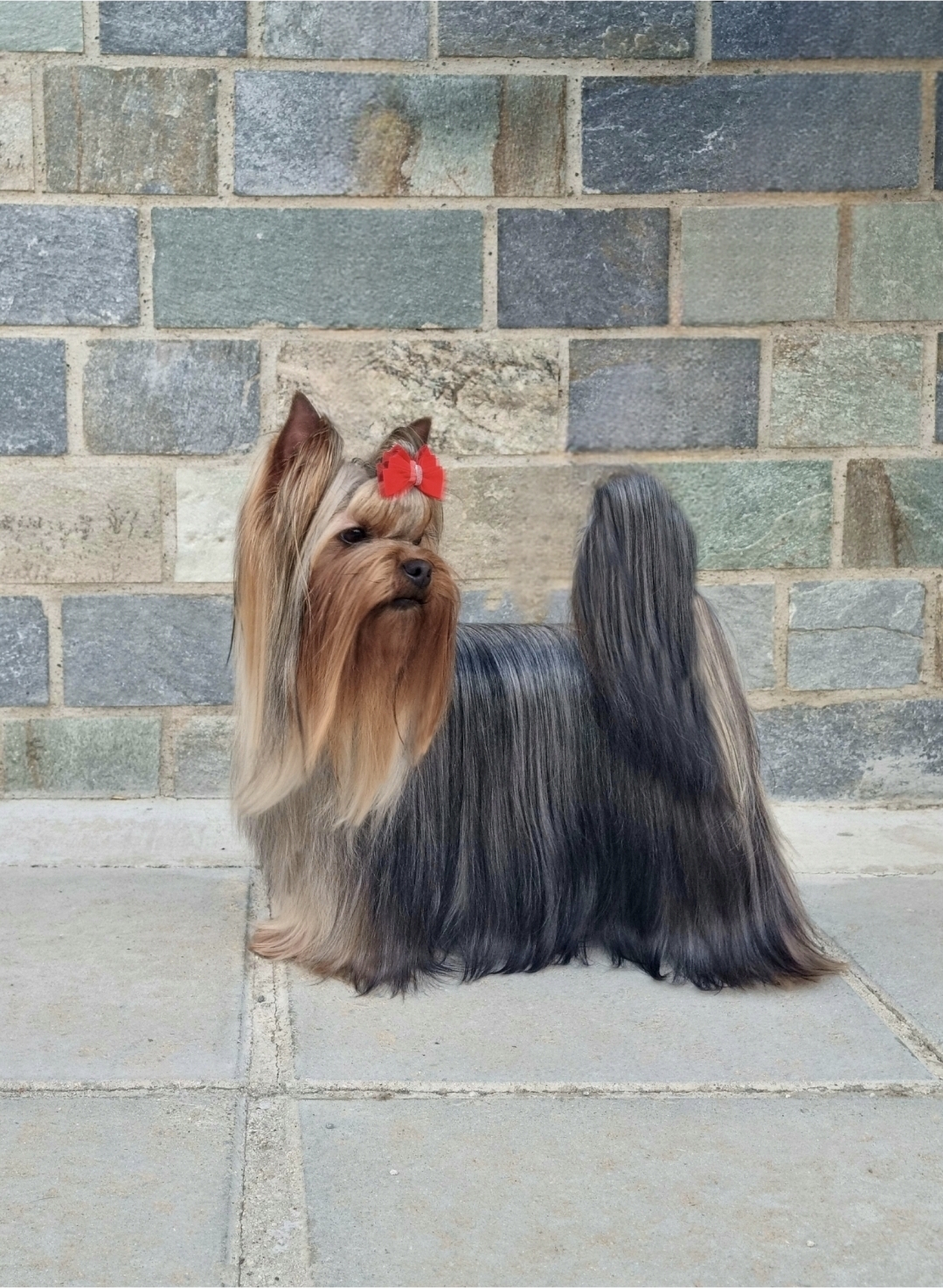  DENSTAIL KATRIN — Labaza DogPedigree YorkshireTerrier