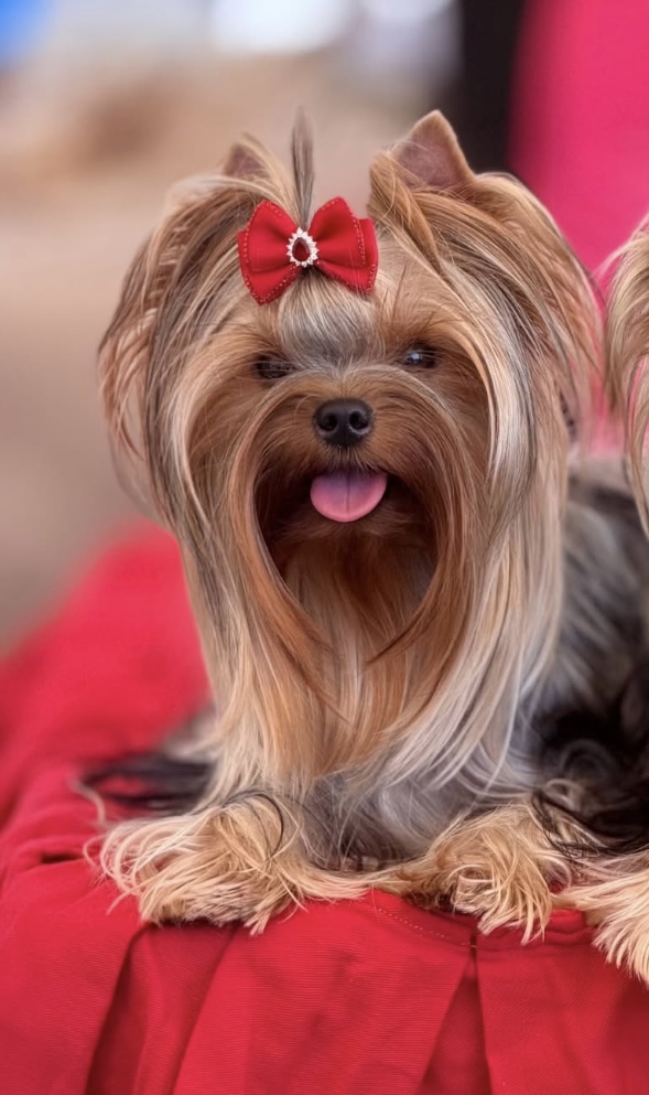  THE ISLAND EMELI — Labaza DogPedigree YorkshireTerrier