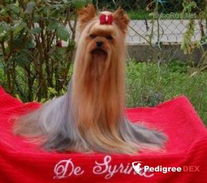  SEX CONTROL DU DOMAINE DE MONDERLAY — Labaza DogPedigree YorkshireTerrier