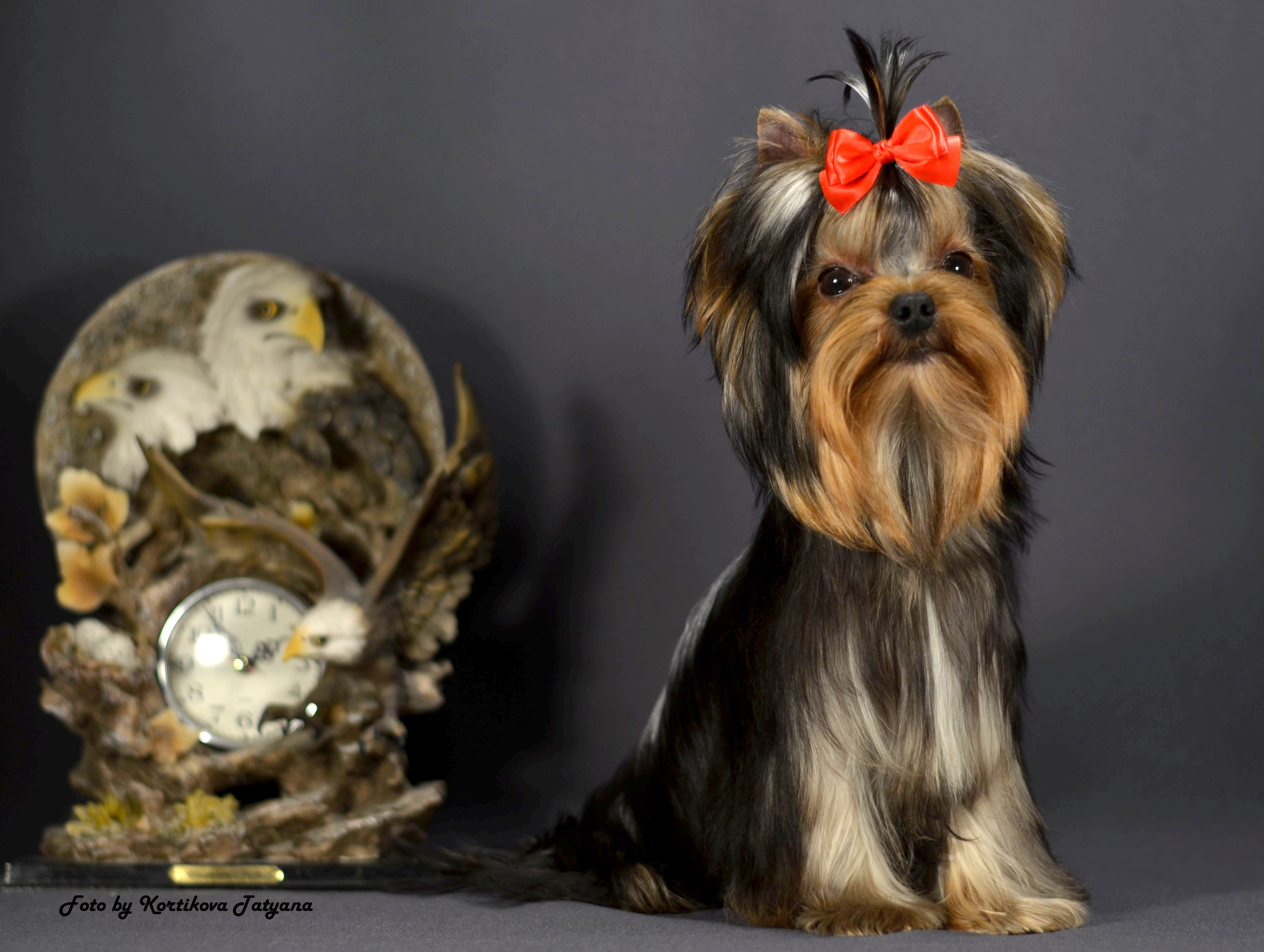 Emma`s Caprice NOTHING ELSE MATTERS EMMA'S CAPRICE — Labaza DogPedigree YorkshireTerrier