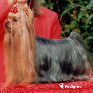 AGRIA DIOLETTA — Labaza DogPedigree YorkshireTerrier
