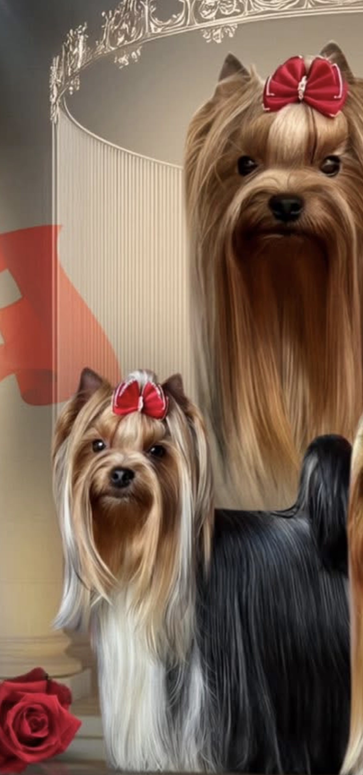 BELLA HELVETICA AKIRA D’ETOILES