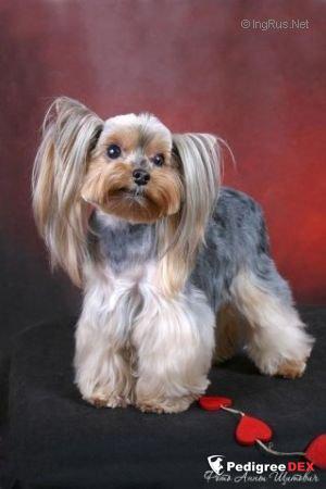  APARHANTI VOJNITS HERMINKE — Labaza DogPedigree YorkshireTerrier