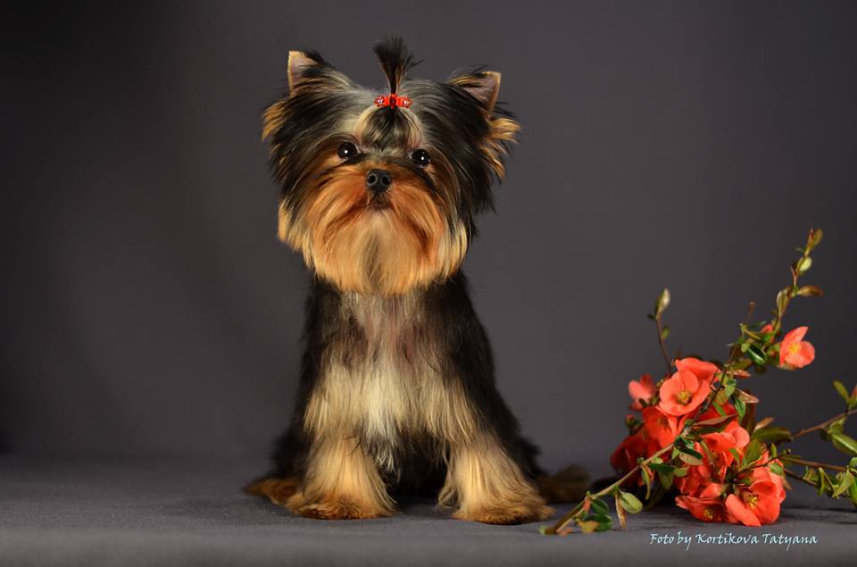 Emma`s Caprice NEVER GIVE UP EMMA'S CAPRICE — Labaza DogPedigree YorkshireTerrier