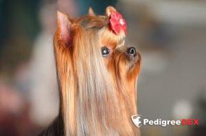  STJUMER'S J`ADORE DIOR — Labaza DogPedigree YorkshireTerrier