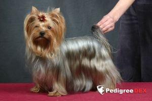 ZOLOTOI ELF STIHIYA STRASTI