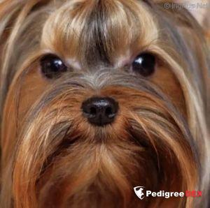 Z CHARLES OF FRANKLAND