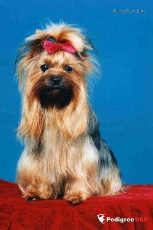 IRIS Z OSY CS — Labaza DogPedigree YorkshireTerrier