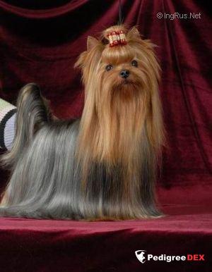 QOCCLE'S QOCCLE'S ACTION MAN — Labaza DogPedigree YorkshireTerrier