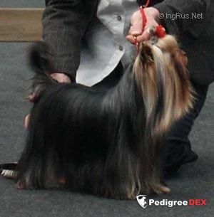 OPERA PRIMA THE DARK SIDE OF THE MOON