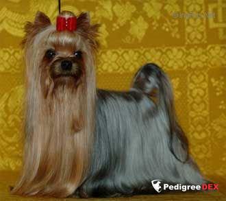 DEI FIOCCHI ROSSI TOPAZIO DEI FIOCCHI ROSSI — Labaza DogPedigree YorkshireTerrier
