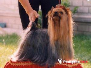 ASAEA DELLE ANTICHE MURA