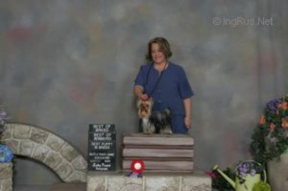 SPOILDROTTEN'S LIMITED EDITION