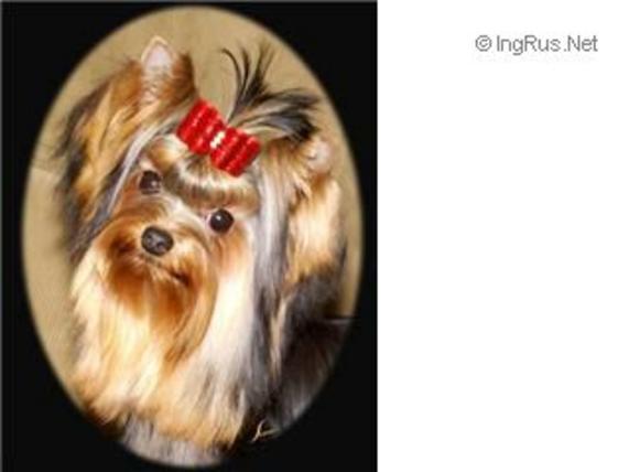 SPOILDROTTEN SHES GOT THE LOOK