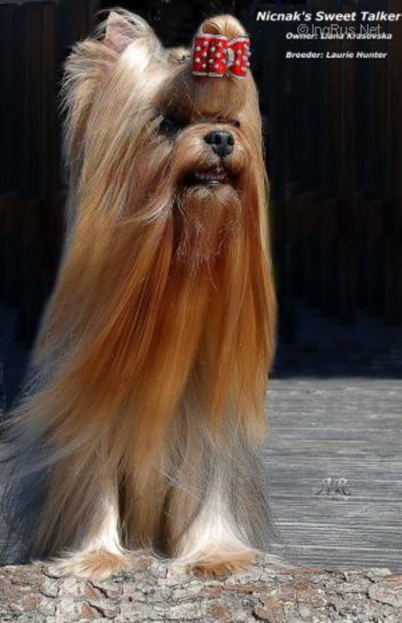 NICNAK'S SWEET TALKER — Labaza DogPedigree YorkshireTerrier