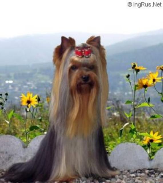  CAMPARIS NICNAK’S KEEPER — Labaza DogPedigree YorkshireTerrier