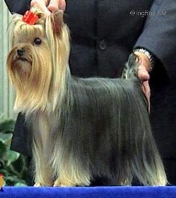 GROVESHIRE'S MIA NICNAK