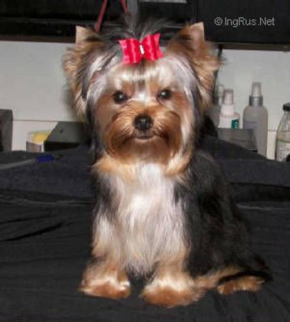 SPOILDROTTEN SUPER NOVA