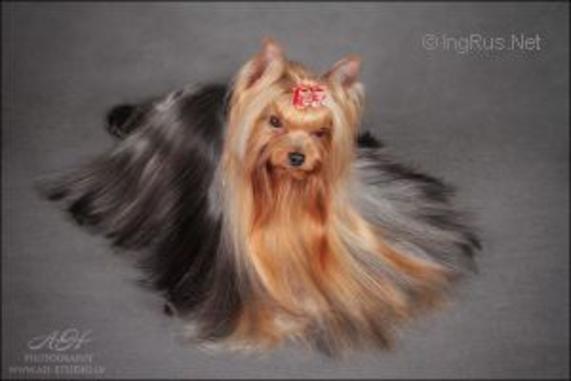 RIGAIR RIGAIR RAINBOW NEW YORK — Labaza DogPedigree YorkshireTerrier