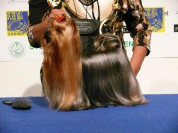 RIGAIR RIGAIR CAPRISSE — Labaza DogPedigree YorkshireTerrier