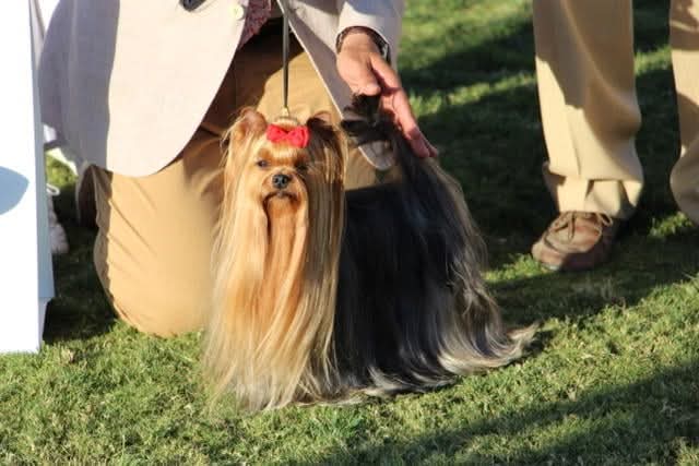 INCROYABLEMENT DU GUE DE L'ADOUR — Labaza DogPedigree YorkshireTerrier