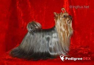  ZEMFIRA S GOLUBOGO BAYKALA — Labaza DogPedigree YorkshireTerrier