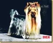 OPERA PRIMA NEVER SAY NEVER