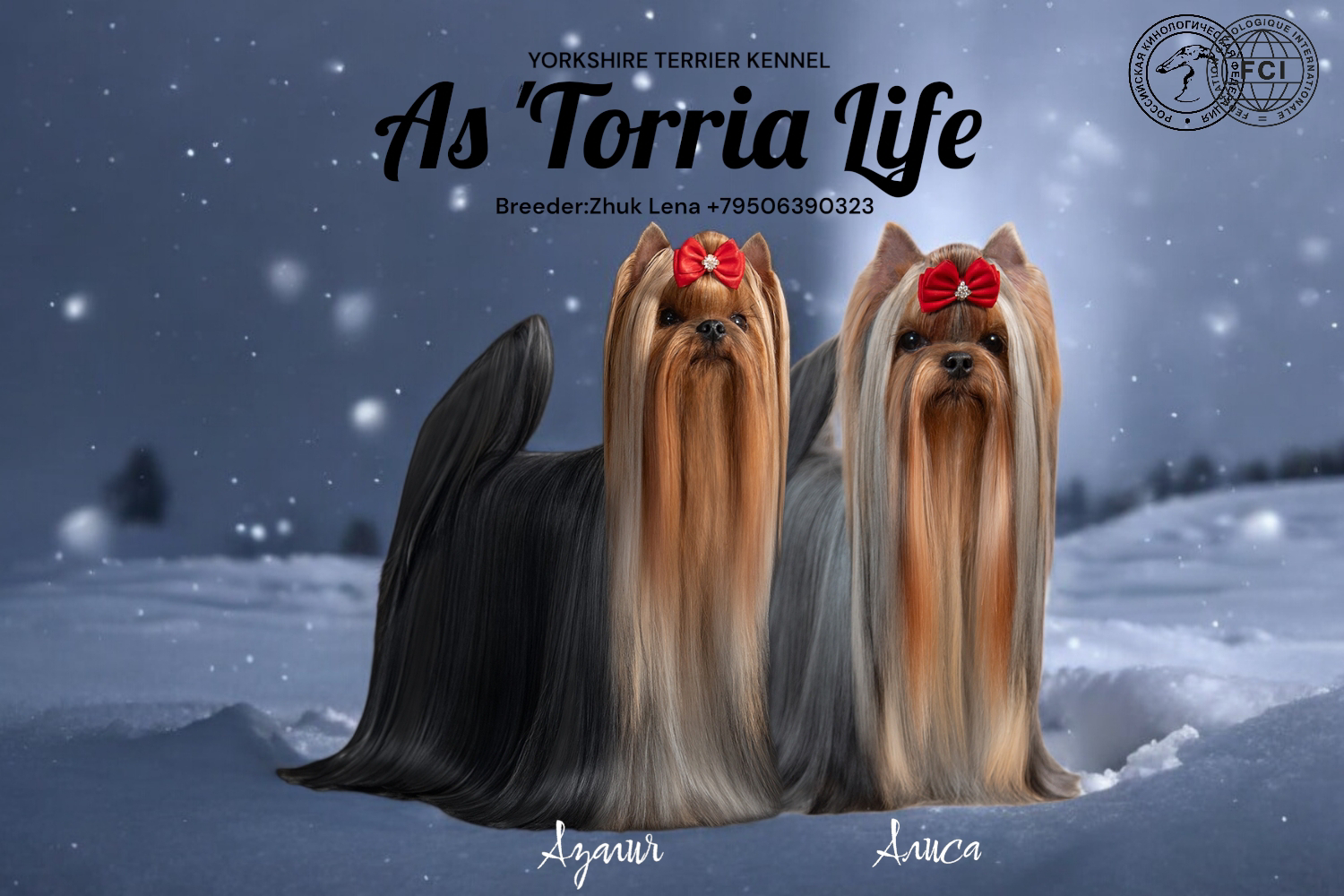 As'Torria Life — Labaza DogPedigree YorkshireTerrier