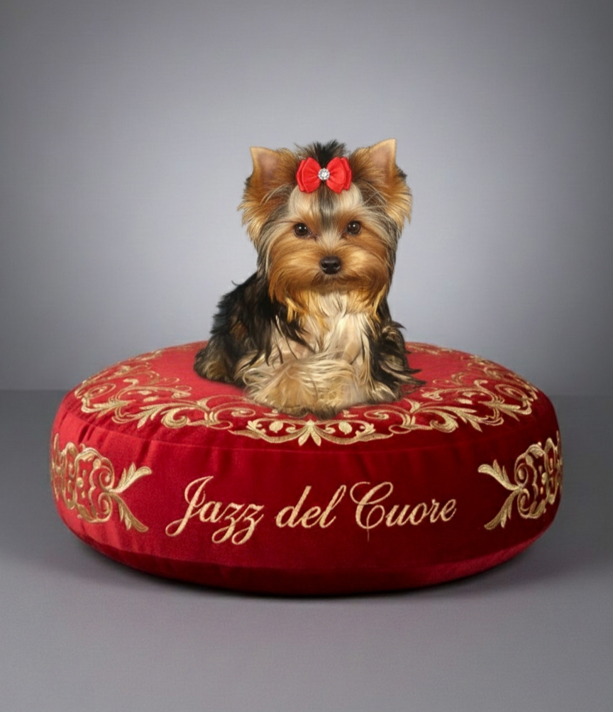 Daniel Dudov — Labaza DogPedigree YorkshireTerrier
