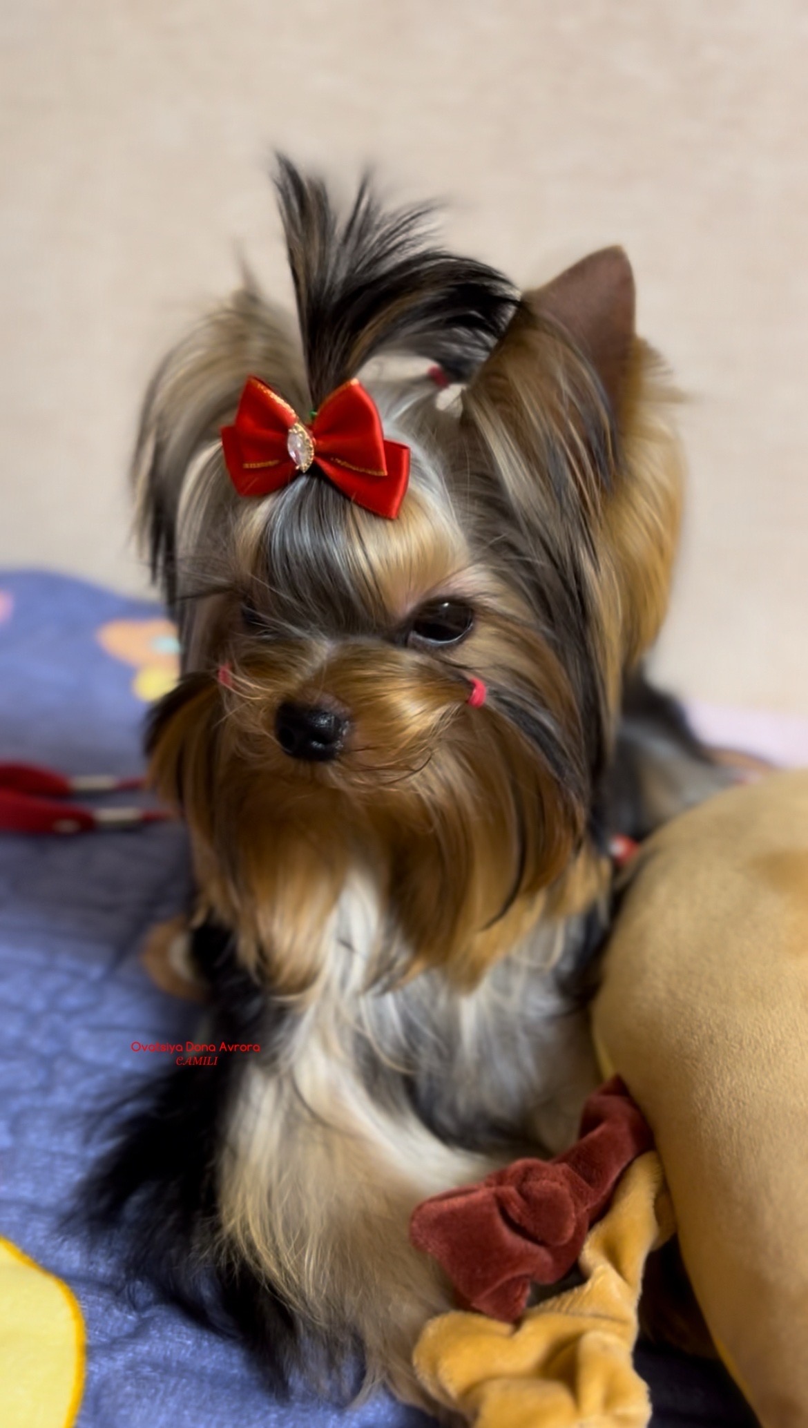  OVATSIYA DONA AVRORA CAMILI — Labaza DogPedigree YorkshireTerrier
