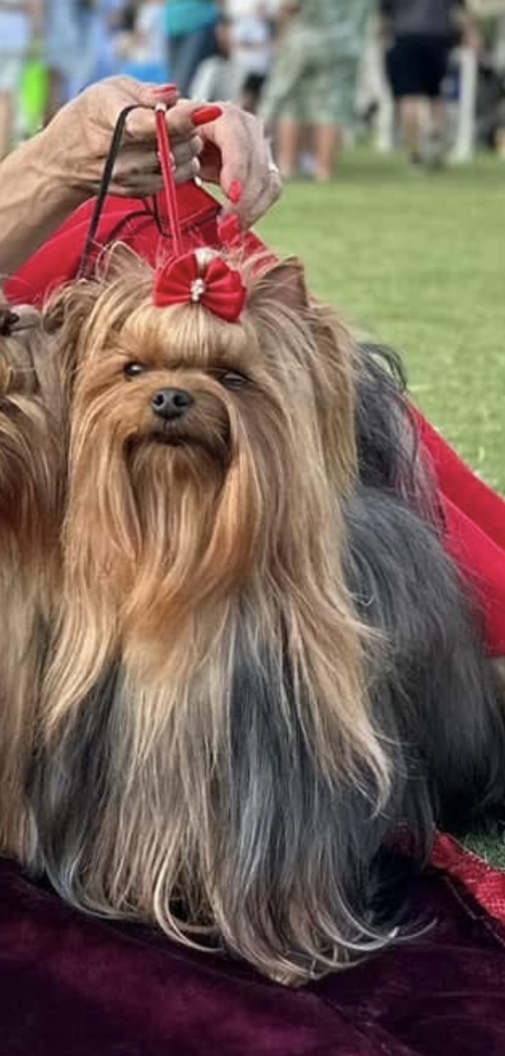 ZVYZDNY STATUS ISABELLA