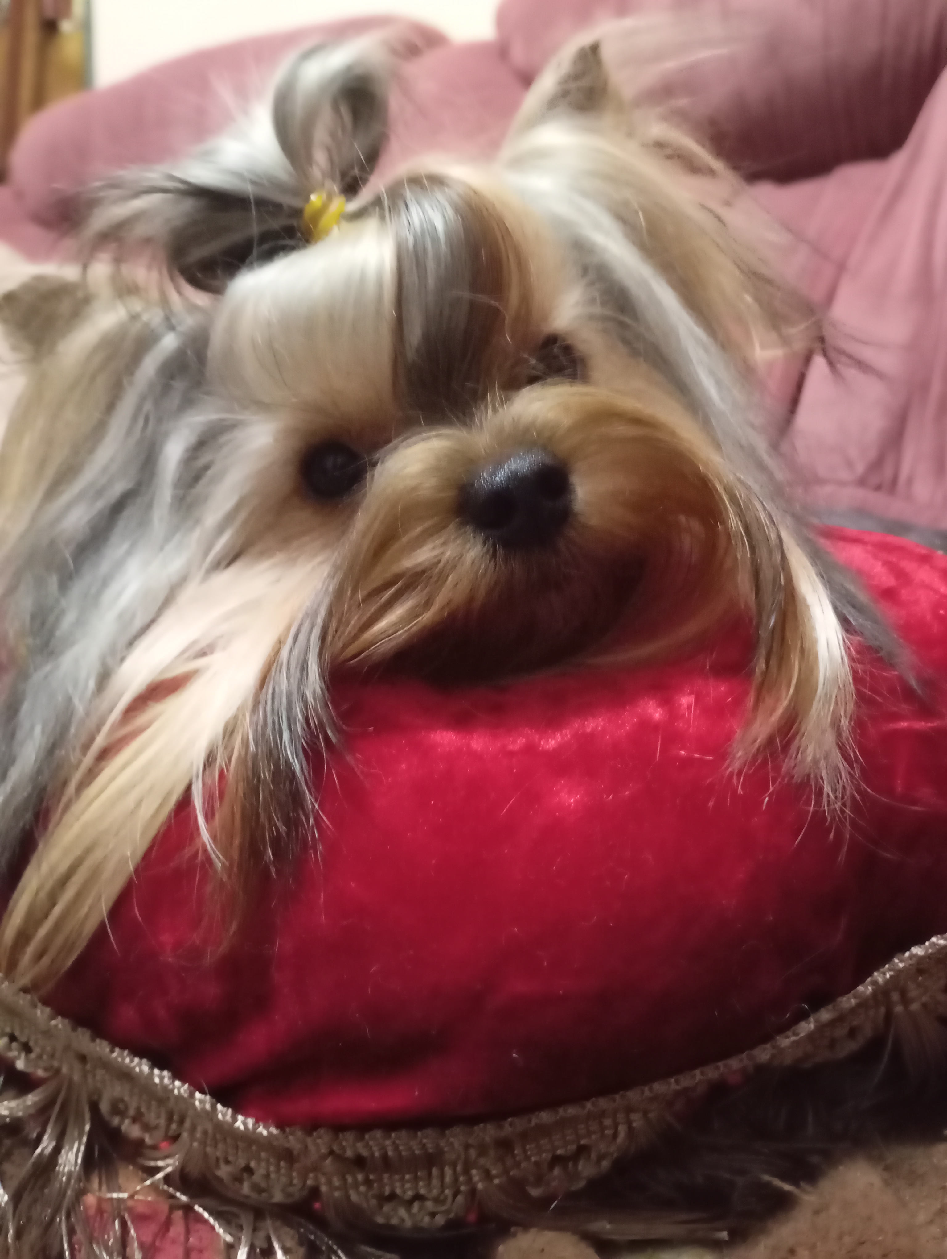 JSMINA &mdash; Labaza DogPedigree YorkshireTerrier