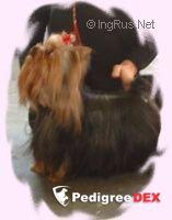 EXREAIT DE JEUNESSE BAKARAT — Labaza DogPedigree YorkshireTerrier