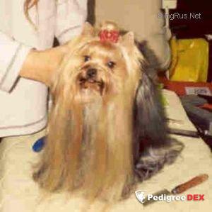 JESSICAFLETCHER DELLE ANTICHE MURA — Labaza DogPedigree YorkshireTerrier