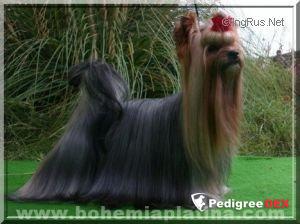  EVEREST BAKARAT — Labaza DogPedigree YorkshireTerrier