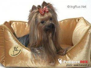 MINI MORRIS BAKARAT — Labaza DogPedigree YorkshireTerrier