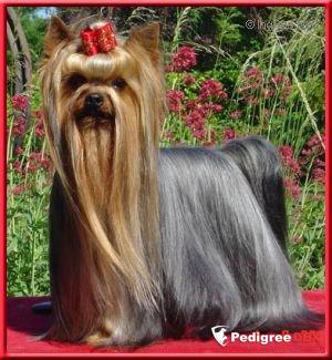 DICAPRIO DE LA PAM'POMMERAIE