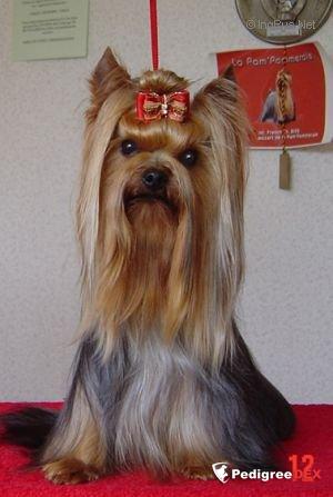 AS DE COEUR DE LA PAM'POMMERAIE