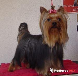 C'EST CHIC DE CASTAGNAC