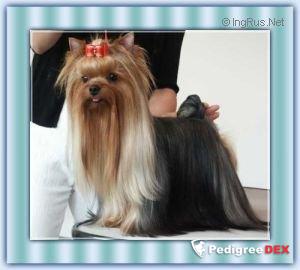 ACEHIGH DE CASTAGNAC