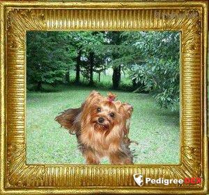 DURRER'S BLUE SUEDE JACKET