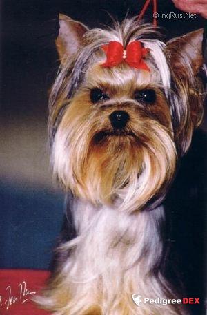 DURRER'S POT O'GOLD — Labaza DogPedigree YorkshireTerrier