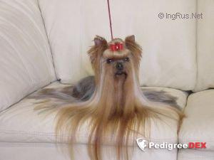 DURRER'S CHASE'N RAINBOWS