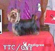 DURRER'S SHE'S GOT THE LOOK — Labaza DogPedigree YorkshireTerrier