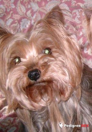 ROMANE DE LA PAM'POMMERAIE