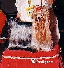  LE CAPITAN DE LA PAM'POMMERAIE — Labaza DogPedigree YorkshireTerrier