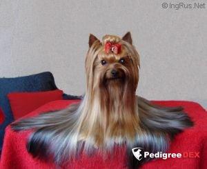 VIRGINIA DE LA PAM'POMMERAIE