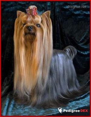 ANTONIO VIVALDI DE LA PAM'POMMERAIE