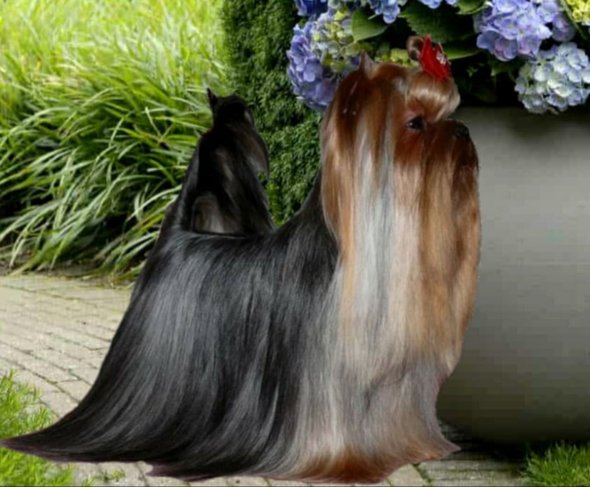 ZVEZDA ALBIONA JAQUET DROZ — Labaza DogPedigree YorkshireTerrier